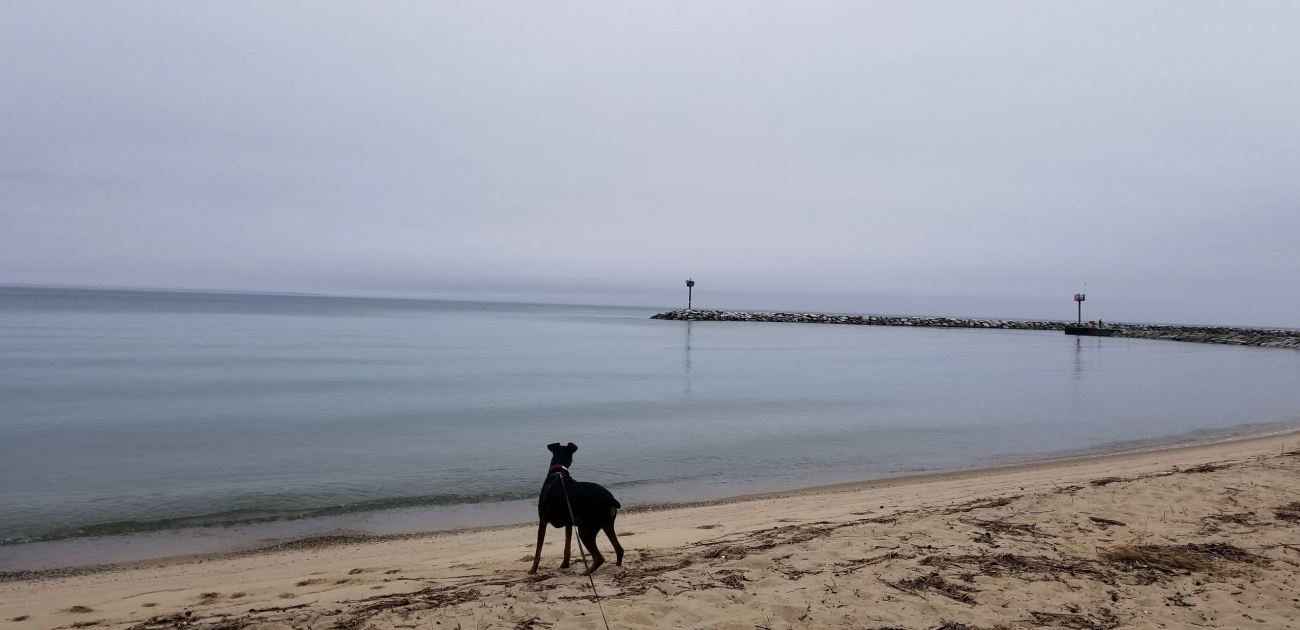 Lemmy on the beach